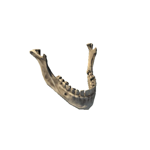 Skull_Mandible_tooth