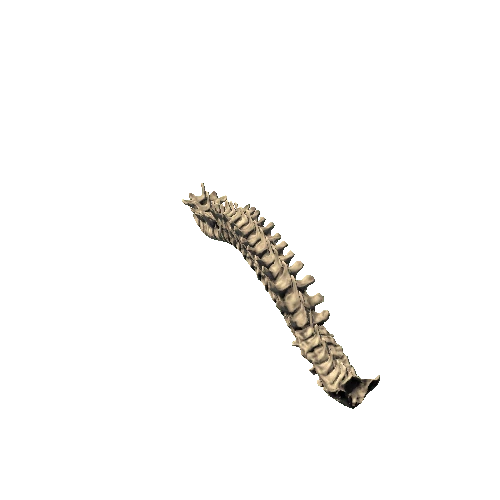 Spinal_Column_full