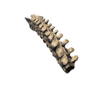 Spinal_Column_middle