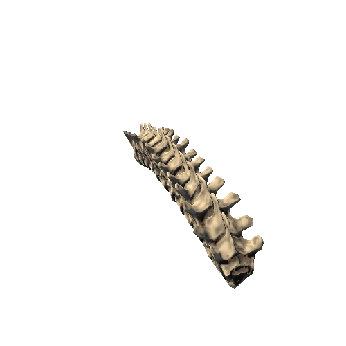 Spinal_Column_middle