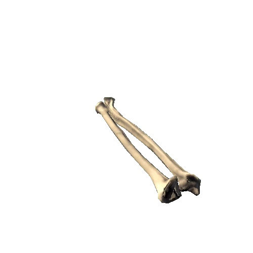 Ulna_Radius_right