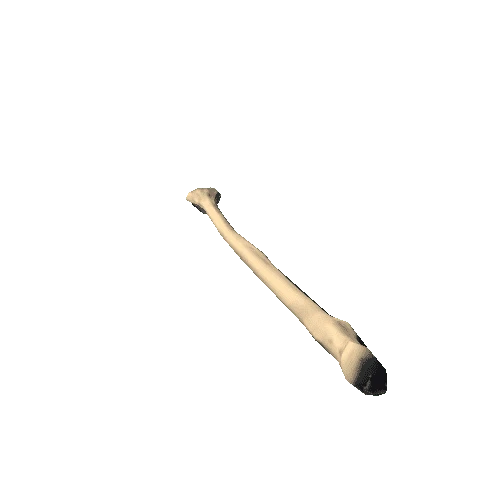 Ulna_left