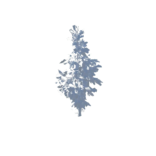 Spruce_White_Desktop_Forest_Spring