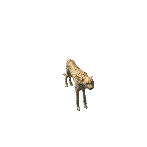 CheetahLowPoly