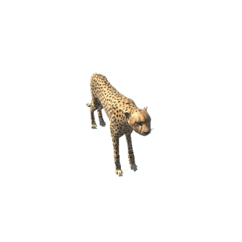 CheetahMiddlePoly
