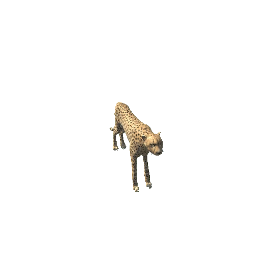 CheetahMiddlePoly