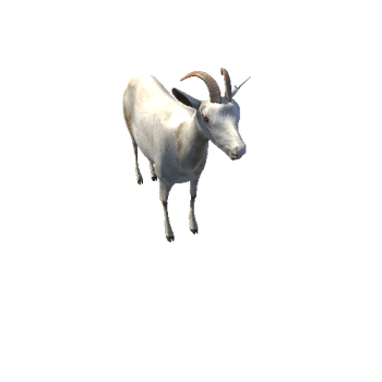 GoatMiddlePoly