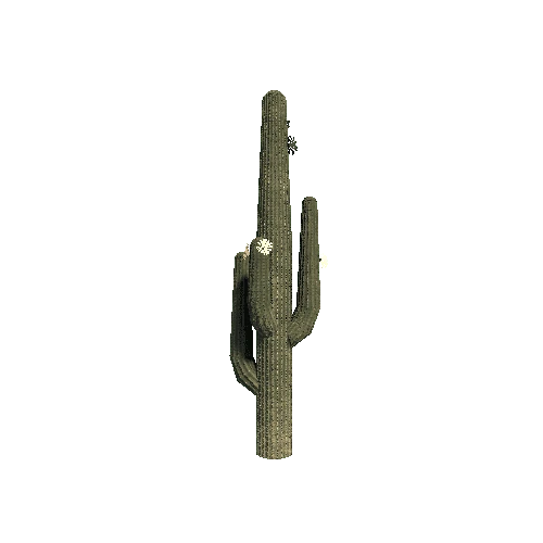 Cactus_Tall_V1