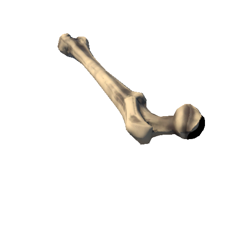 Femur_right