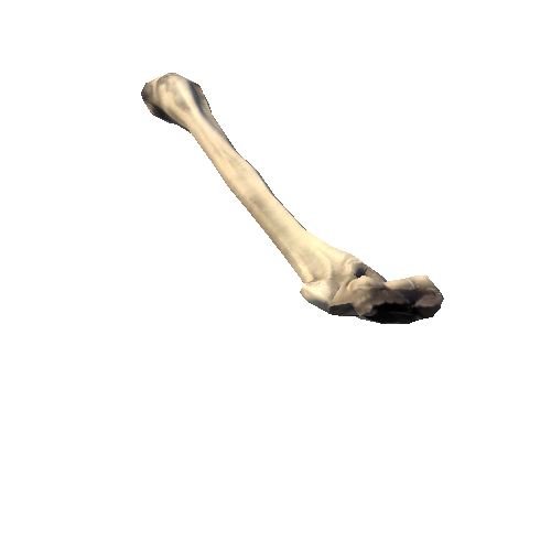 Humerus_left