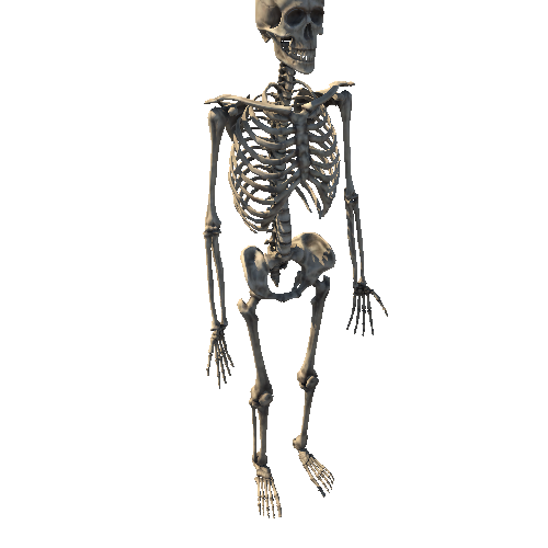 Skeleton_142obj