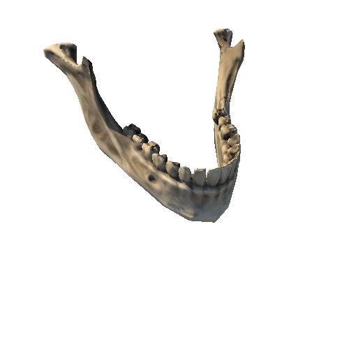 Skull_Mandible_tooth