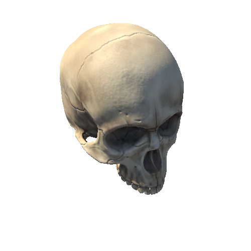 Skull_top_tooth