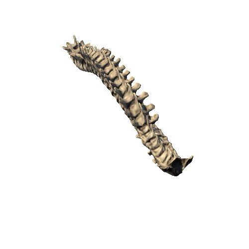 Spinal_Column_full