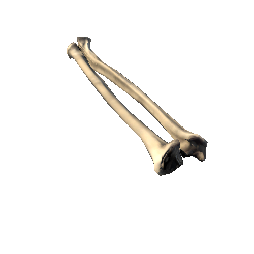 Ulna_Radius_right