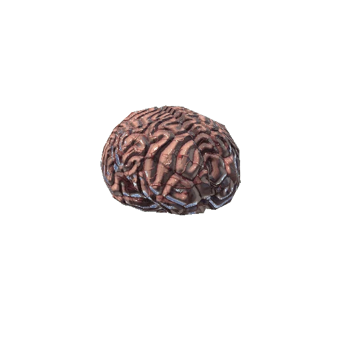 Brain