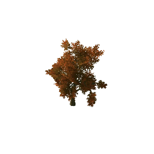 Beech_Tree_V3