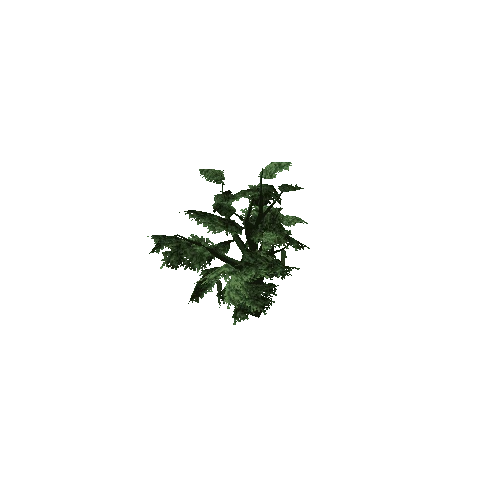 Oak_Tree_V3_1