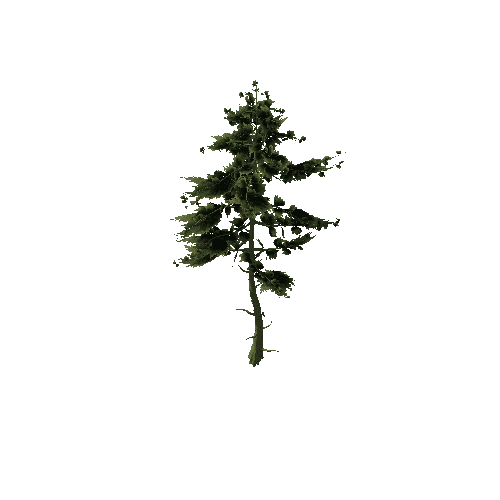 Pine_Tree_Rough_Green_Tall