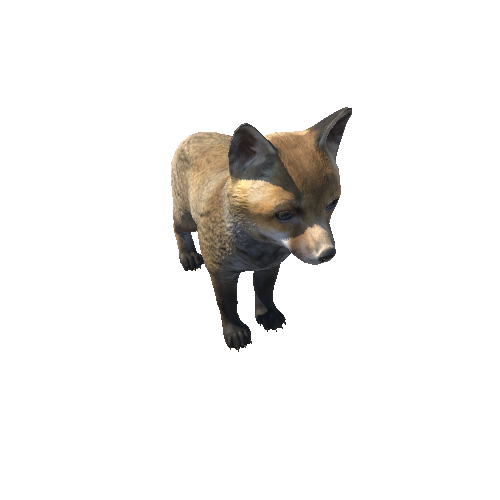 Fox_cub_HighPoly_IP