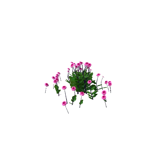 Flowers_Pink