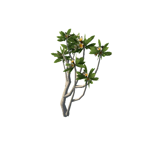 Frangipani_Tree_V3