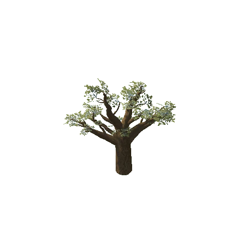 Baobab_Tree_02