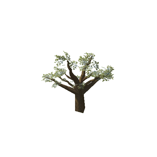 Baobab_Tree_02_LOD1