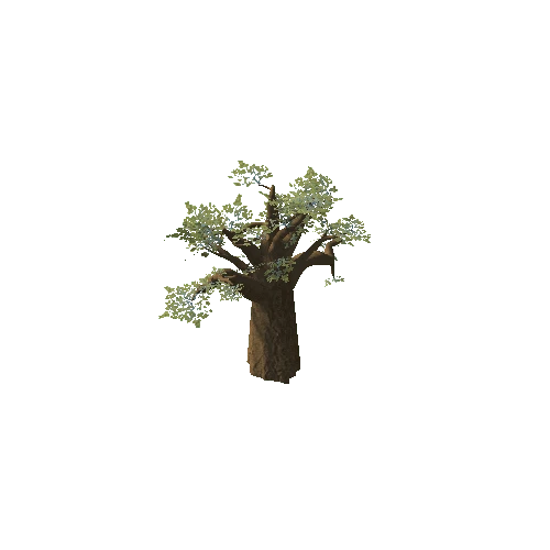 Baobab_Tree_05