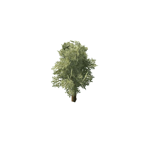 Marula_Tree_V1_LOD1