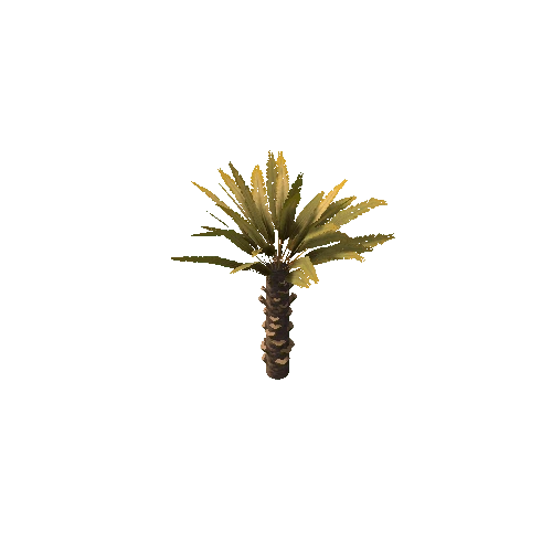 Palm_Small_V4_Dry