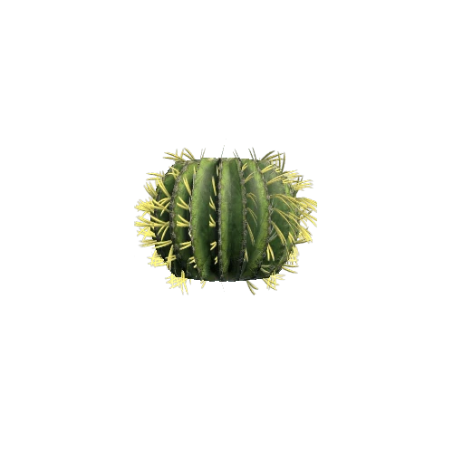 Round_Cactus