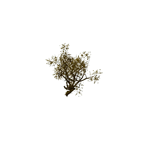 Thorn_Tree_Dry_01