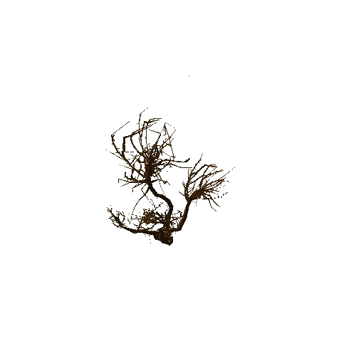 Thorn_Tree_Dry_03_LOD1