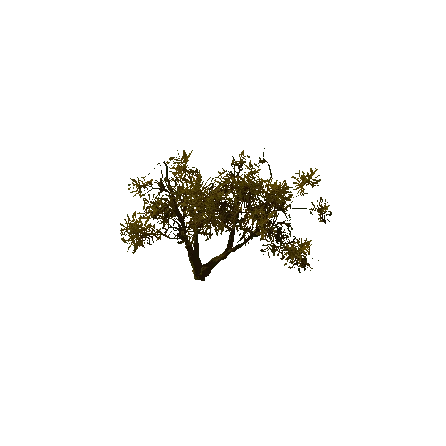 Thorn_Tree_Dry_04_LOD1