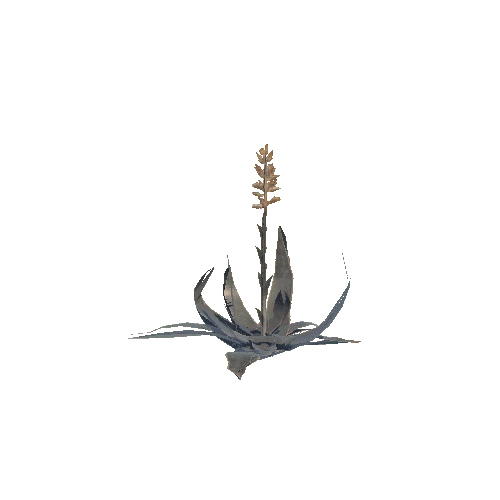 Aloe_Plant_V1