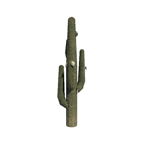 Cactus_Tall_V1