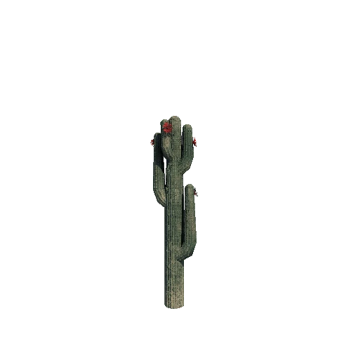 Cactus_Tall_V3