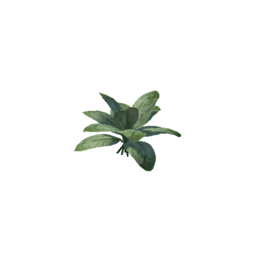 Plant_01