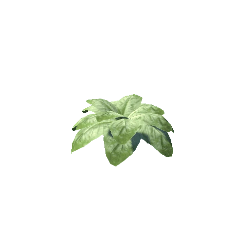 Plant_04