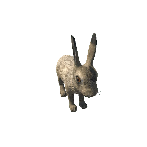 Hare_cub_HighPoly_RM