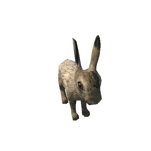 Hare_cub_LowPoly_IP