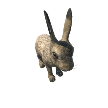 Hare_cub_full_IP