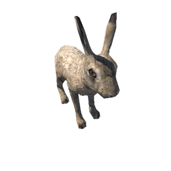 Hare_male_LowPoly_IP