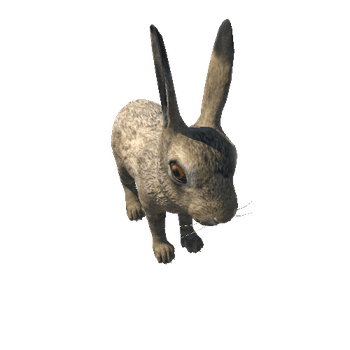Hare_cub_HighPoly_IP