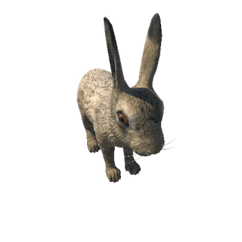 Hare_cub_HighPoly_RM