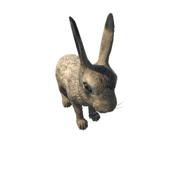 Hare_cub_short_IP
