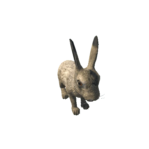 Hare_cub_short_IP