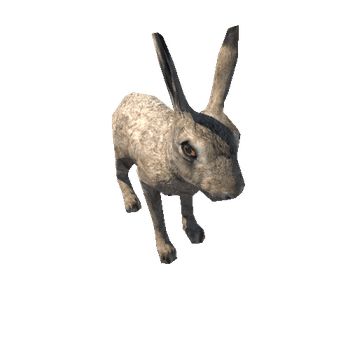 Hare_male_LowPoly_RM