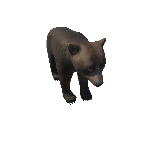 Bear_cub_HighPoly_RM